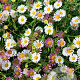 Erigeron karvinskianus GM P9
