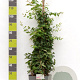Kolkwitzia amabilis 'Pink Cloud' 100-125 cm 12L