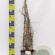 Kolkwitzia amabilis 'Pink Cloud' 100-125 cm 12L