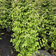 Kolkwitzia amabilis 'Pink Cloud' 100-125 cm 12L
