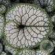 Brunnera macr. 'Sea Heart' GM P9