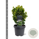 Chamaecyparis o. 'Nana Aurea' 25-30 cm 5,0L