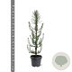 Pinus pinea 60-80 cm 5,0L
