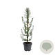 Pinus pinea 60-80 cm 5,0L