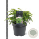 Tsuga canadensis 'Jeddeloh' 25-30 cm 3,5L