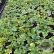 Acanthus mollis GM 2,0L