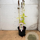 Agastache 'Blue Fortune' GM 2,0L