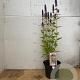 Agastache 'Blue Fortune' GM 2,0L