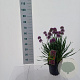 Allium 'Millenium' 20-25 cm 6,5L