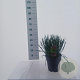 Allium 'Millenium' 20-25 cm 6,5L
