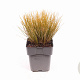 Carex testacea 'Prairie Fire' GM 2,0L