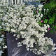 Cerastium tom. 'Silberteppich' GM 2,0L