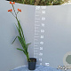 Crocosmia 'Lucifer' GM 2,0L