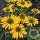 Echinacea Golden Skipper GM P9