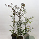Fagus syl. 'Atropunicea' 100-125 cm 5,0L