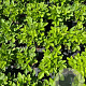 Fragaria vesca GM 2,0L