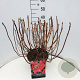 Hydrangea m. 'Rotkehlchen' 40-50 cm 10L