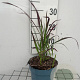 Imperata cylindrica 'Red Baron' GM 2,0L
