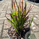 Imperata cylindrica 'Red Baron' GM 2,0L