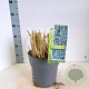 Leymus arenarius 'Blue Dune' 30-40 cm 6,5L