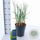 Leymus arenarius 'Blue Dune' 30-40 cm 6,5L
