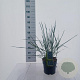Leymus arenarius 'Blue Dune' 30-40 cm 6,5L