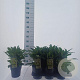 Leucanthemum (S) 'Banana Cream' 35-40 cm 2,0L