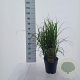 Miscanthus sin. 'Dronning Ingrid' 60-90 cm 6,5L