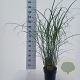 Miscanthus sin. 'Serengeti' 120-130 cm 6,5L