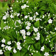 Omphalodes verna 'Alba' GM 2,0L