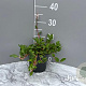 Persicaria aff. 'Donald Lowndes' GM 2,0L