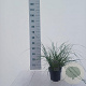Pennisetum alopecuroides 25-30 cm 3,0L