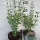 Perovskia atripl. 'Little Spire' GM 2,0L