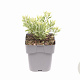 Perovskia atripl. 'Little Spire' GM 2,0L