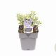 Perovskia atripl. 'Little Spire' GM 2,0L