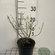 Perovskia 'Blue Spire' GM 2,0L