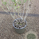 Perovskia 'Blue Spire' GM 2,0L