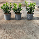 Prunus l. 'Angustifolia' 20-30 cm 3,0L