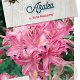 Rhododendron (AV) 'Jolie Madame' 50-60 cm 10L