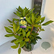 Rhododendron yakushimanum 30-40 cm P23 B kwaliteit