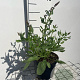 Salvia nem. 'Rose Queen' GM 2,0L