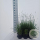 Sesleria autumnalis 25-30 cm 2,0L