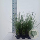 Sesleria 'Greenlee' 70-80 cm 2,5L