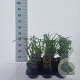 Tradescantia andersoniana Gemengd 40-50 cm 2,0L