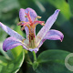 Tricyrtis hirta 'Taiwan Adbane' GM P9