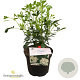 Choisya ternata 25-30 cm 3,5L