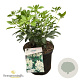 Choisya ternata 30-40 cm 5,0L struik