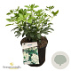Choisya ternata 30-40 cm 5,0L struik