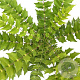 Mahonia media 'Winter Sun' 25-30 cm 2,5L