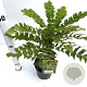 Mahonia media 'Winter Sun' 25-30 cm 2,5L